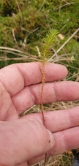 Polytrichum commune