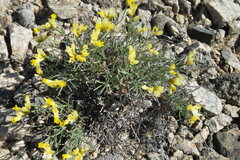 Limonium chrysocomum