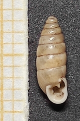 Chondrula macedonica