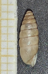 Chondrula macedonica