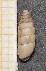 Chondrula macedonica