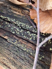 Chlorosplenium