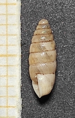 Chondrula macedonica