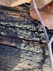 Chlorosplenium