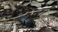 Apterodorcus bacchus