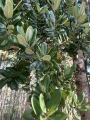 Eucryphia cordifolia
