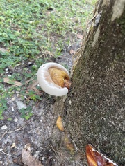Ganoderma zonatum