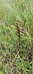 Disa brevicornis