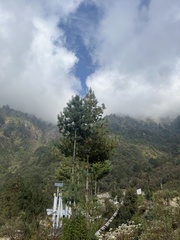 Pinus wallichiana