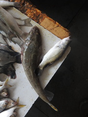 Platycephalus indicus