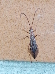Ophion obscuratus