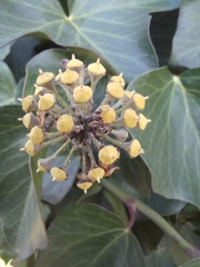 Formica cinerea