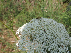 Chlorophorus varius