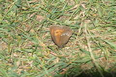 Erebia euryale