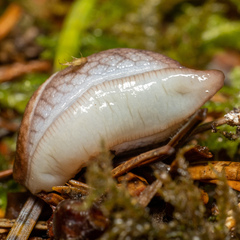 Prophysaon andersonii