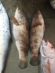 Epinephelus
