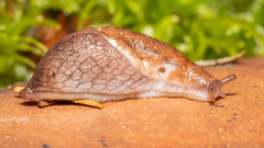 Prophysaon andersonii