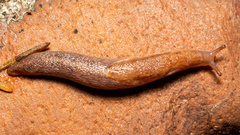 Prophysaon andersonii