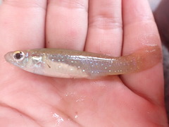 Fundulus chrysotus