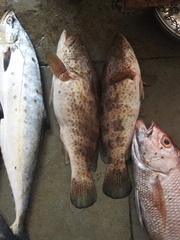 Epinephelus