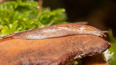 Prophysaon andersonii