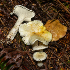 Albatrellus
