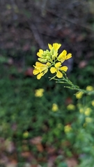 Erysimum cheiranthoides