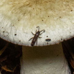 Tomocerinae