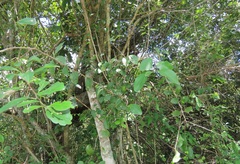 Gymnosporia nemorosa