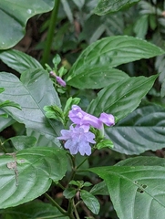 Strobilanthes cusia