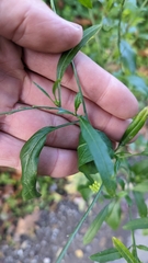 Erysimum cheiranthoides