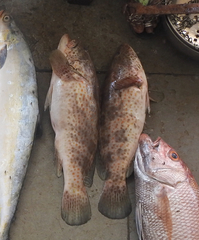 Epinephelus
