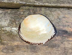 Ellipsaria lineolata