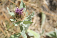 Centaurea uniflora