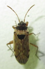 Elasmolomus transversus