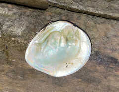 Ellipsaria lineolata