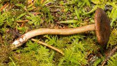 Lactarius fallax