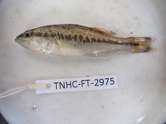 Micropterus salmoides