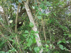 Gymnosporia nemorosa