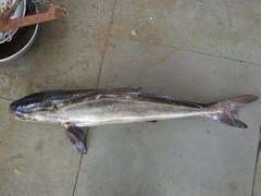 Rachycentron canadum