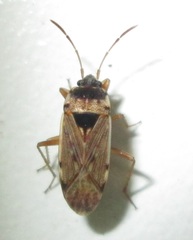 Elasmolomus transversus