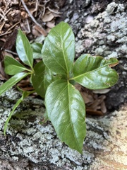 Heptapleurum actinophyllum
