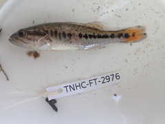 Micropterus punctulatus