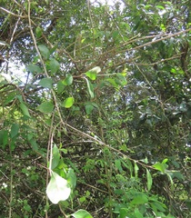 Gymnosporia nemorosa