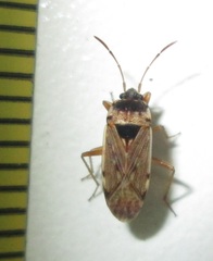 Elasmolomus transversus