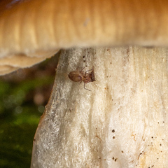 Dicyrtomidae