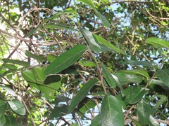 Allocassine laurifolia