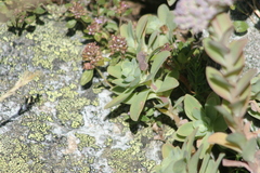 Hylotelephium anacampseros