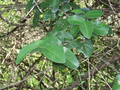 Allocassine laurifolia