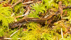 Plethodon dunni